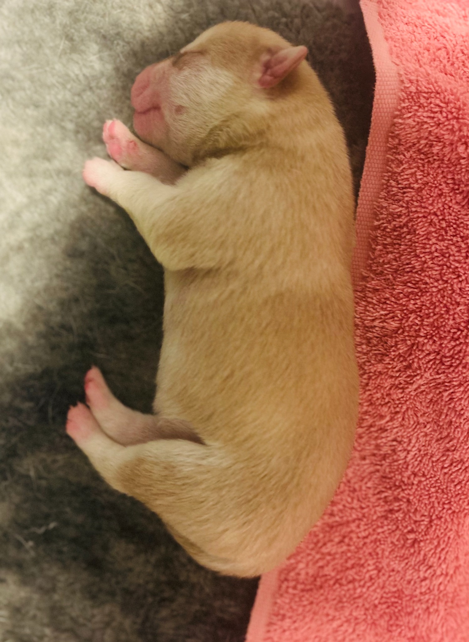 Beige newborn puppy