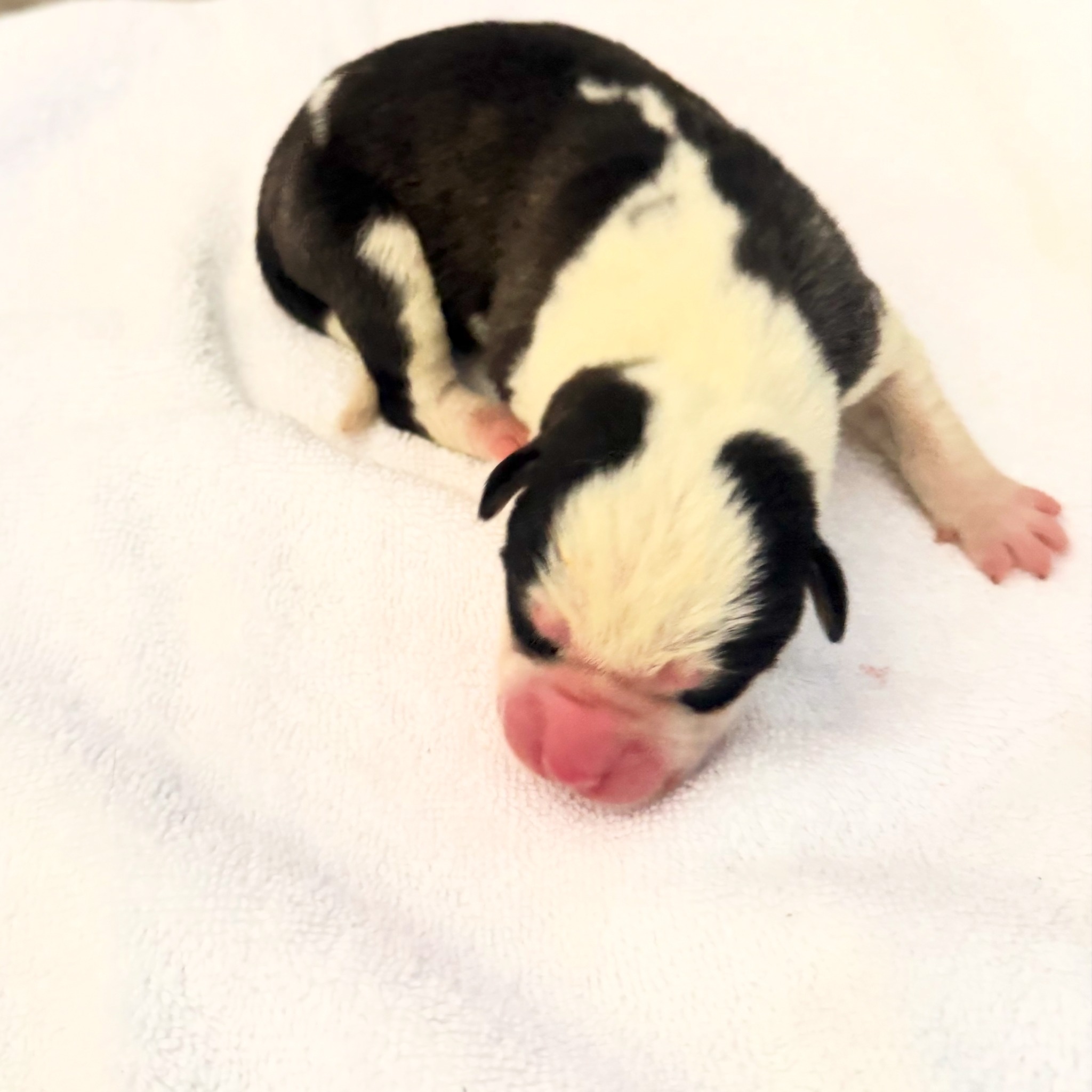 Black and white newborn puppy