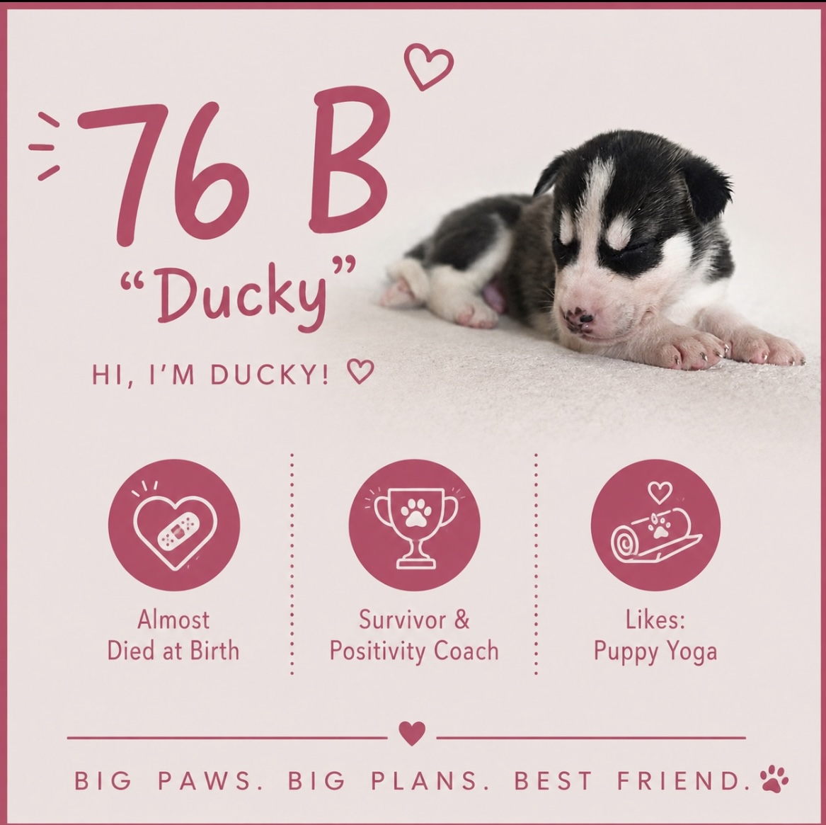 Ducky puppy profile