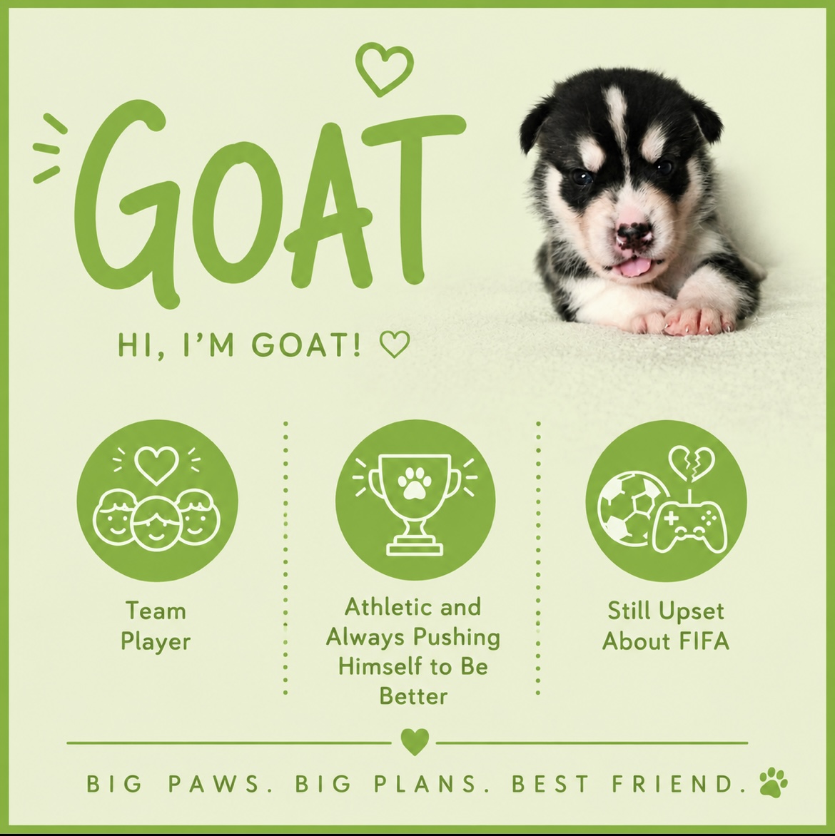 Goat puppy profile