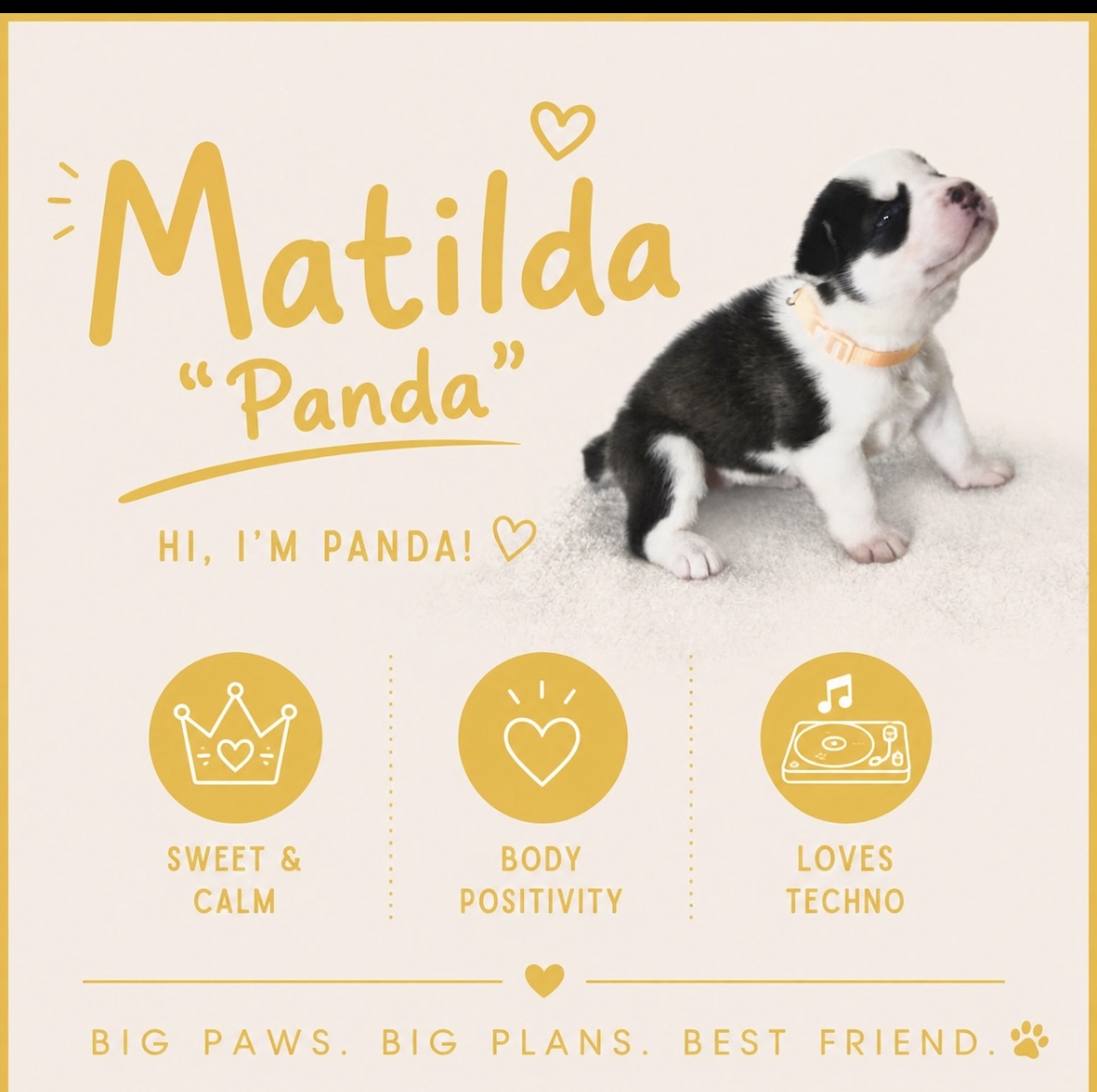 Matilda Panda puppy profile