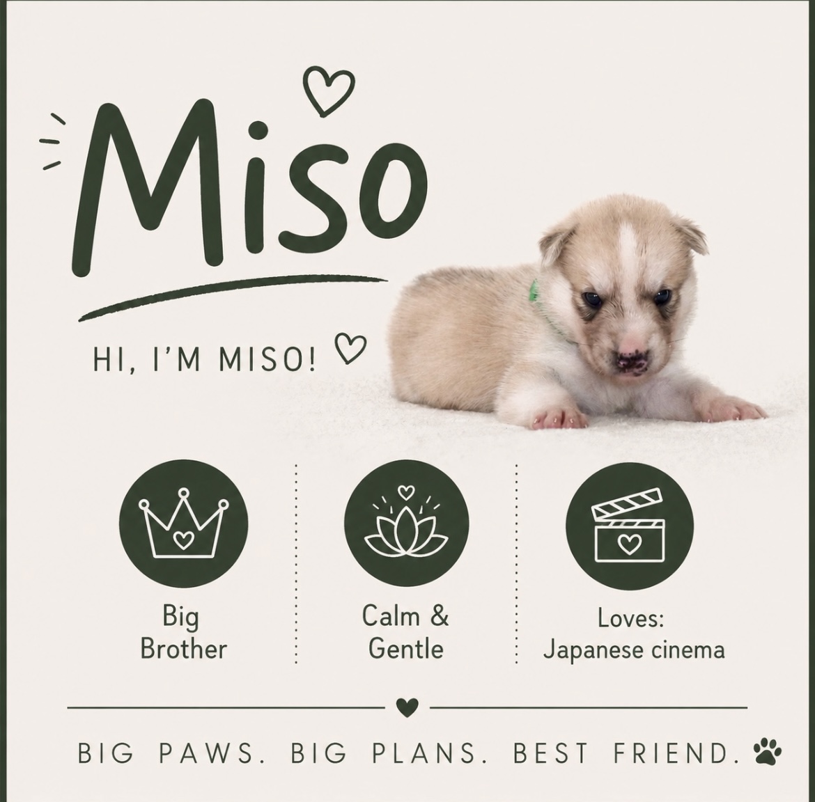 Miso puppy profile