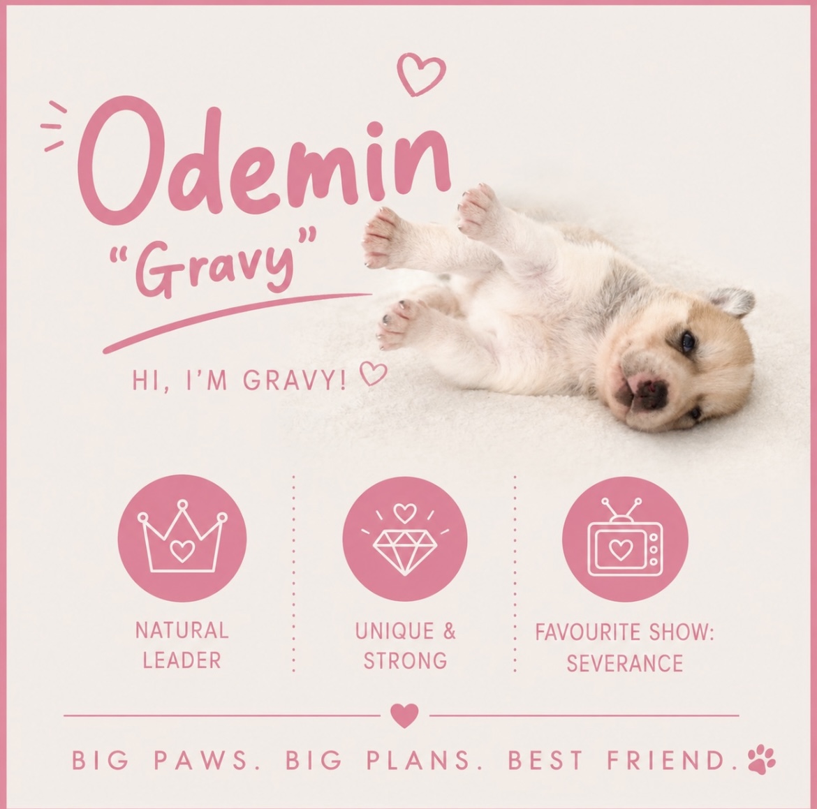 Odemin Gravy puppy profile