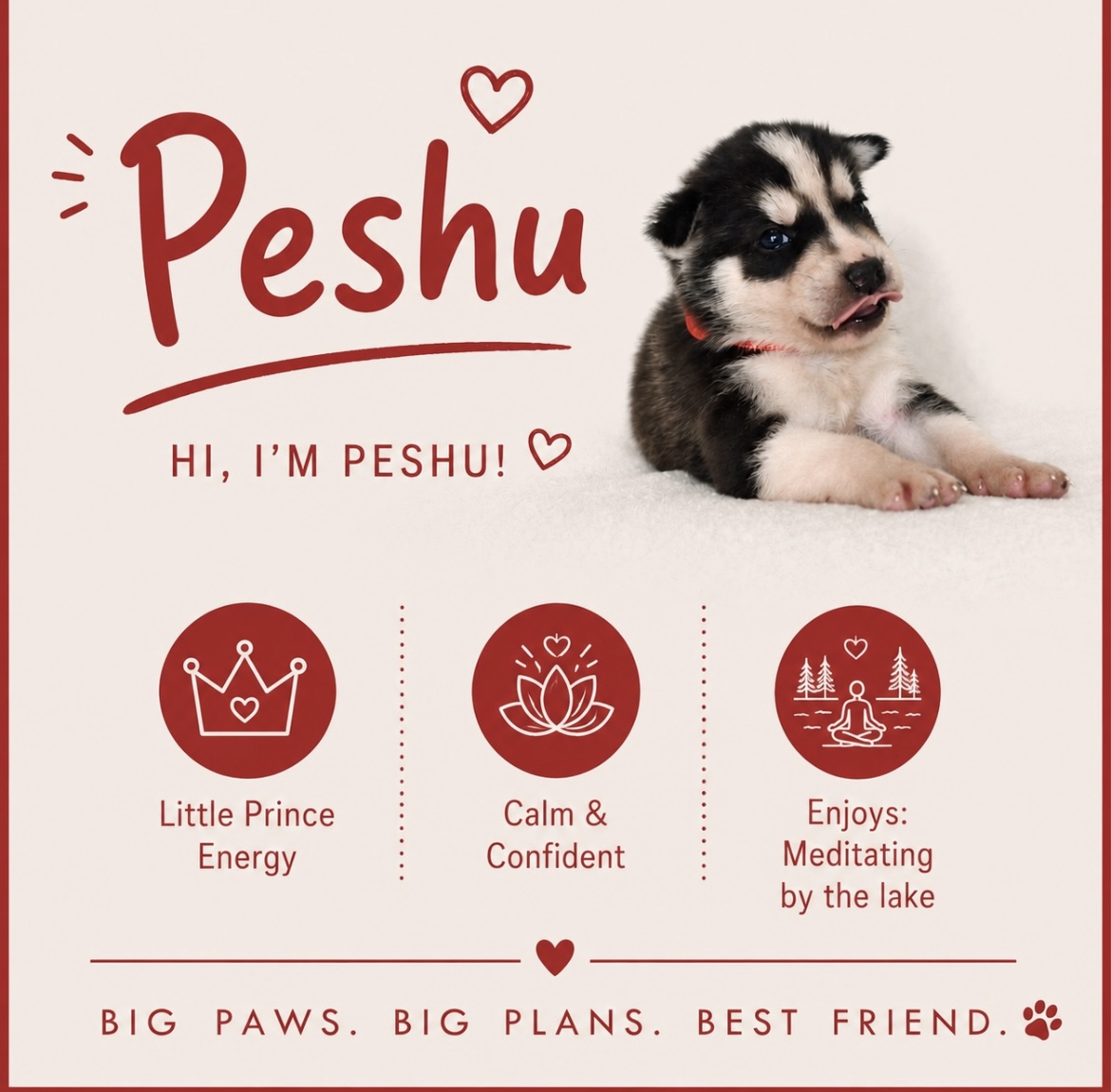 Peshu puppy profile