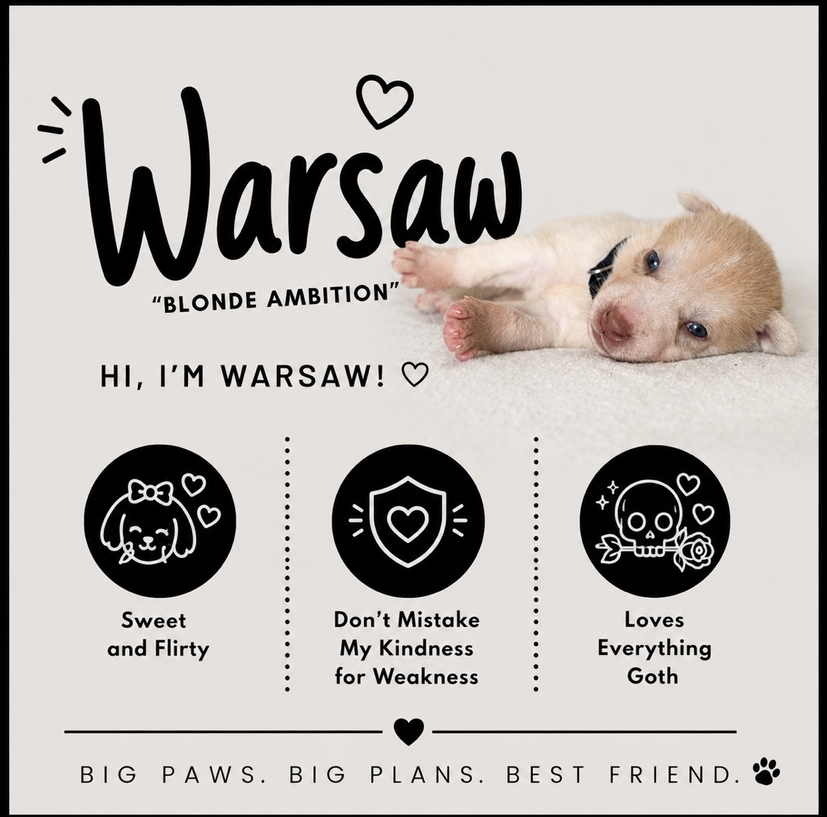 Warsaw puppy profile
